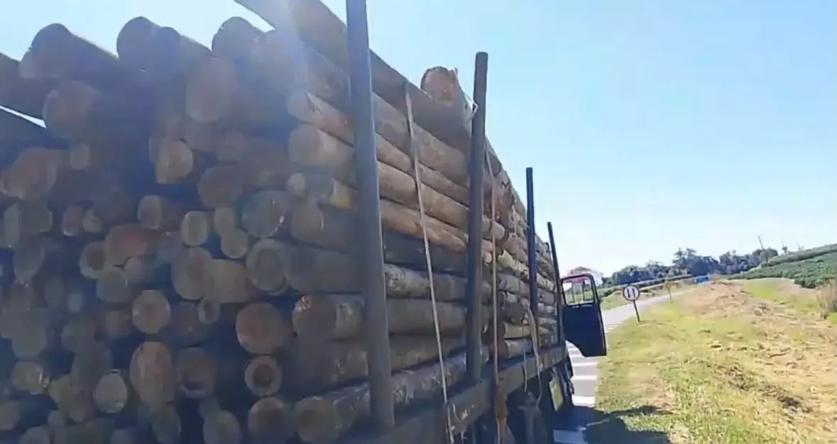Caminhão carregado de mourões de eucalipto tratado