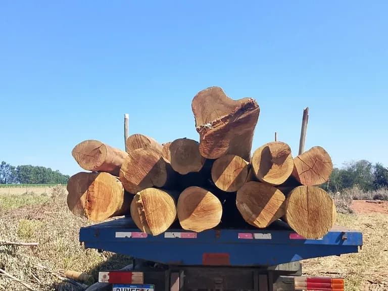 Toras de eucalipto cortadas em caminhão