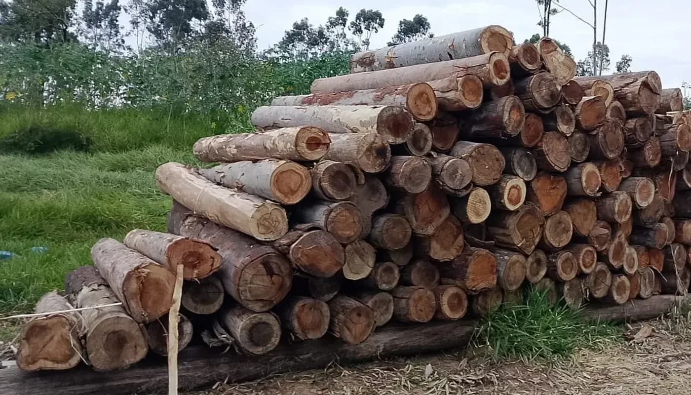 Toras de eucalipto empilhadas no campo