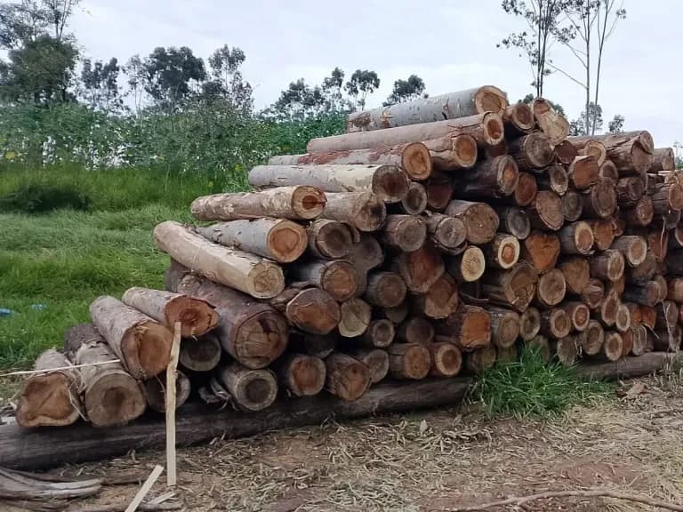 Toras de eucalipto empilhadas no campo