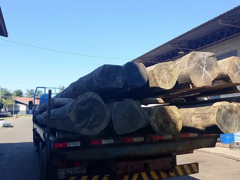 Toras grossas de eucalipto carregadas em caminhão