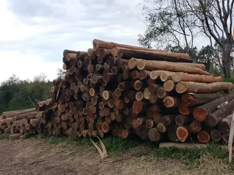 Pilha de toras de eucalipto no pátio